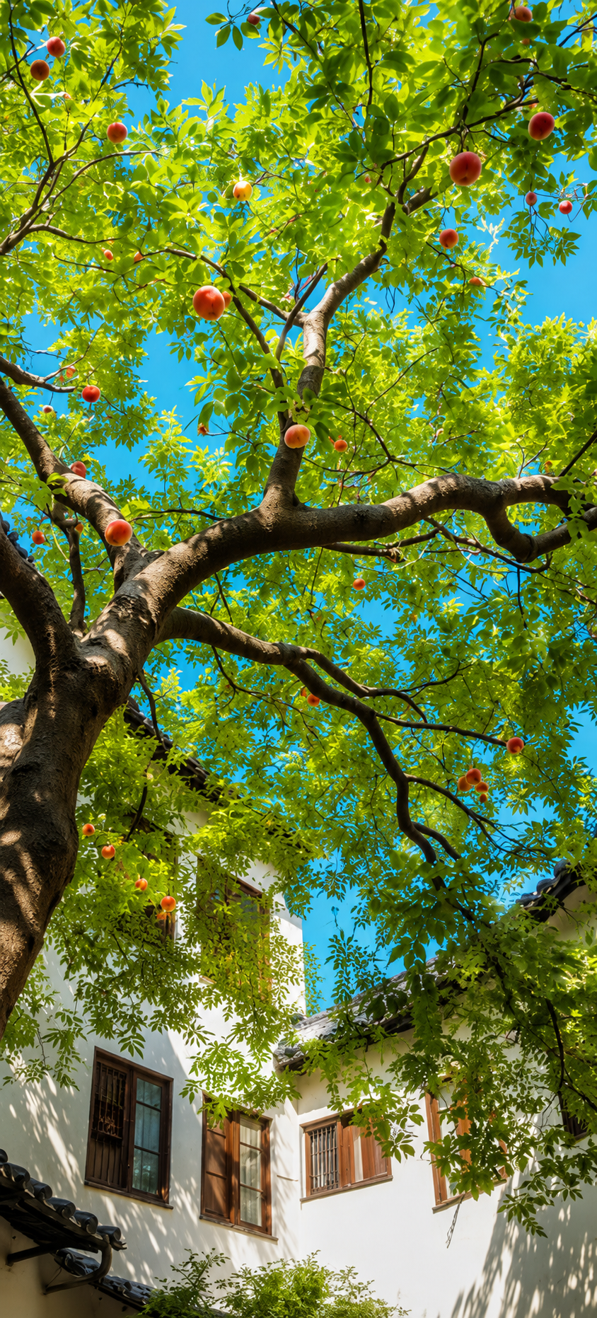 Nature Wallpaper