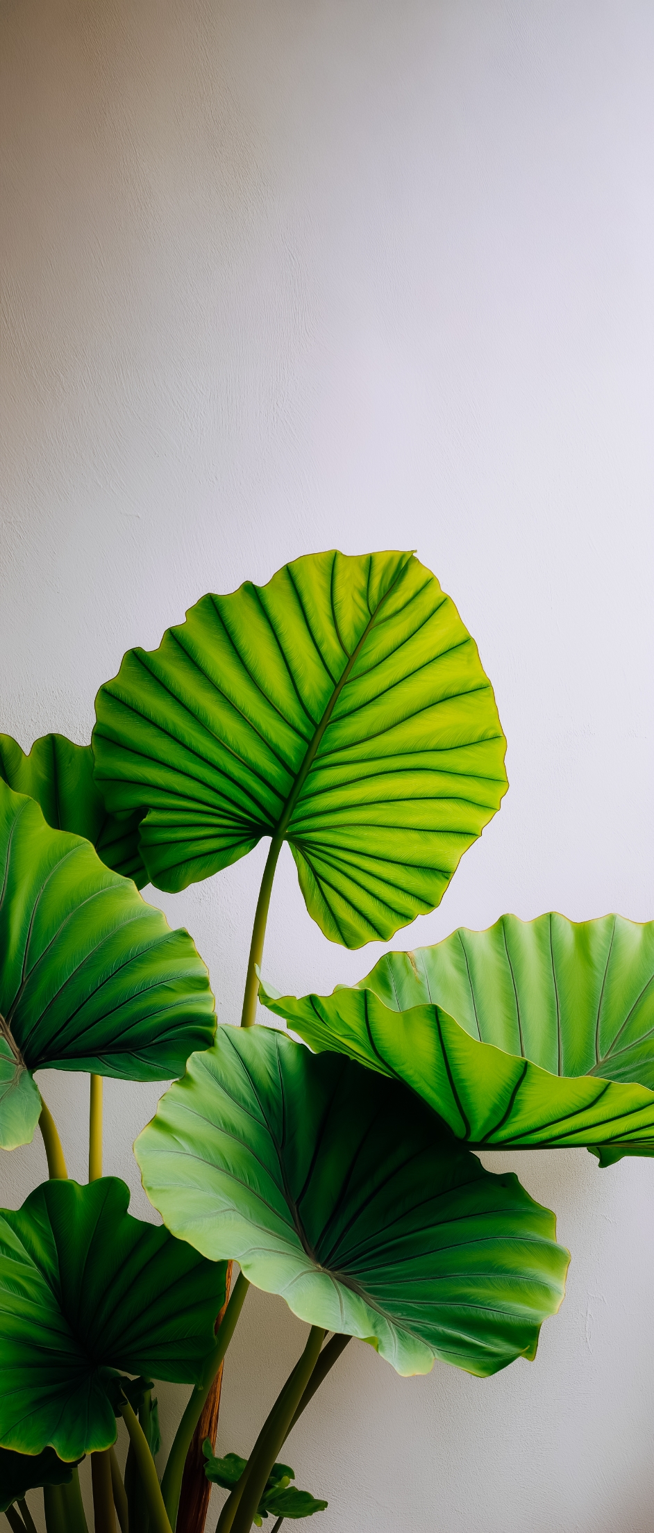 Nature 4K Wallpaper